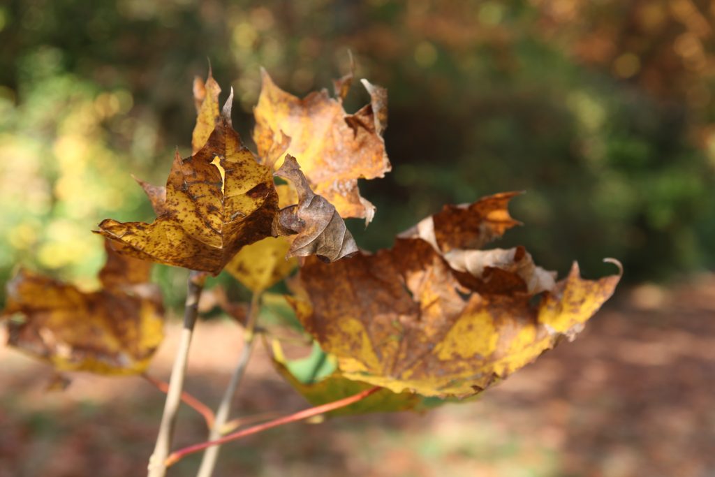 Herbstlaub