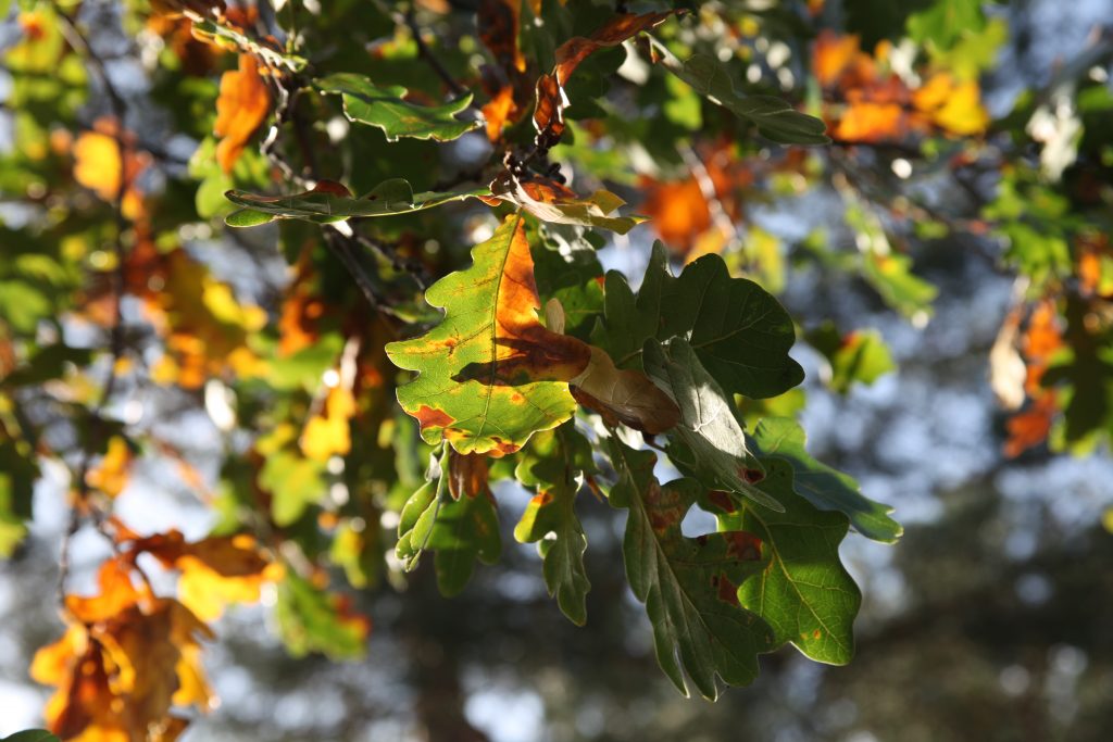 Herbstlaub