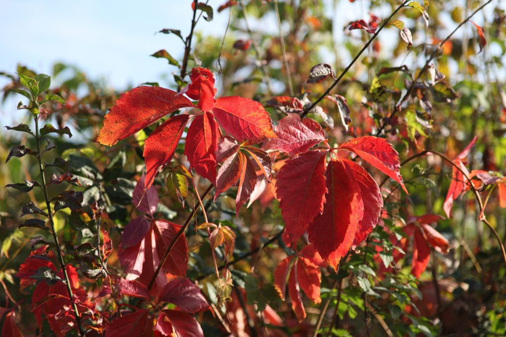 Herbstlaub