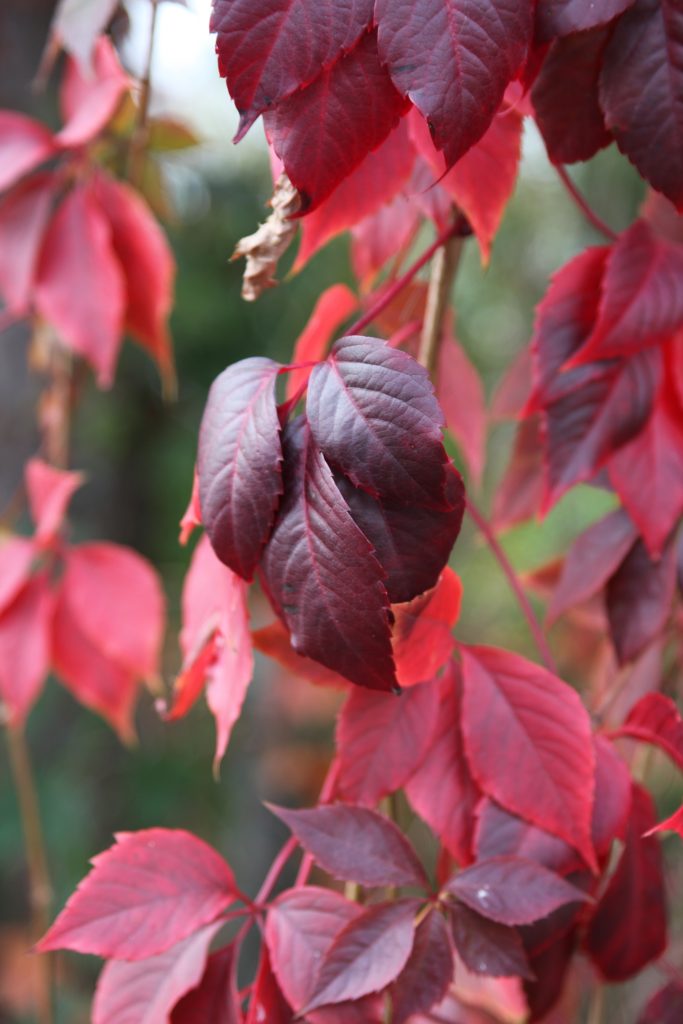 Herbstlaub