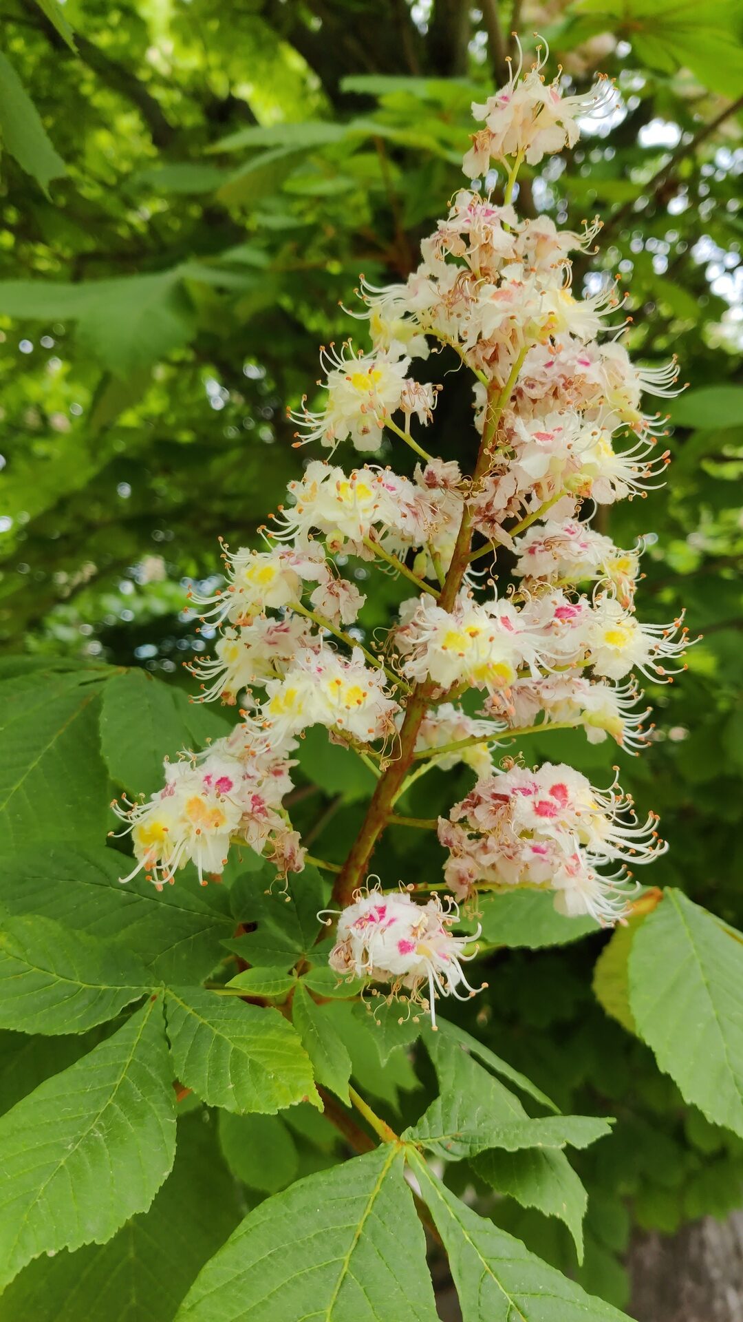 Kastanienbaumblüte