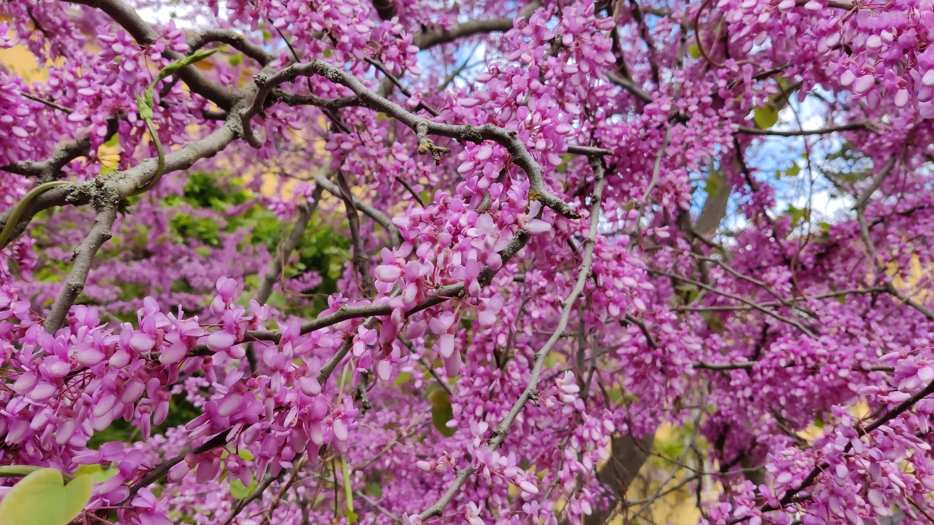 Baumblüte
