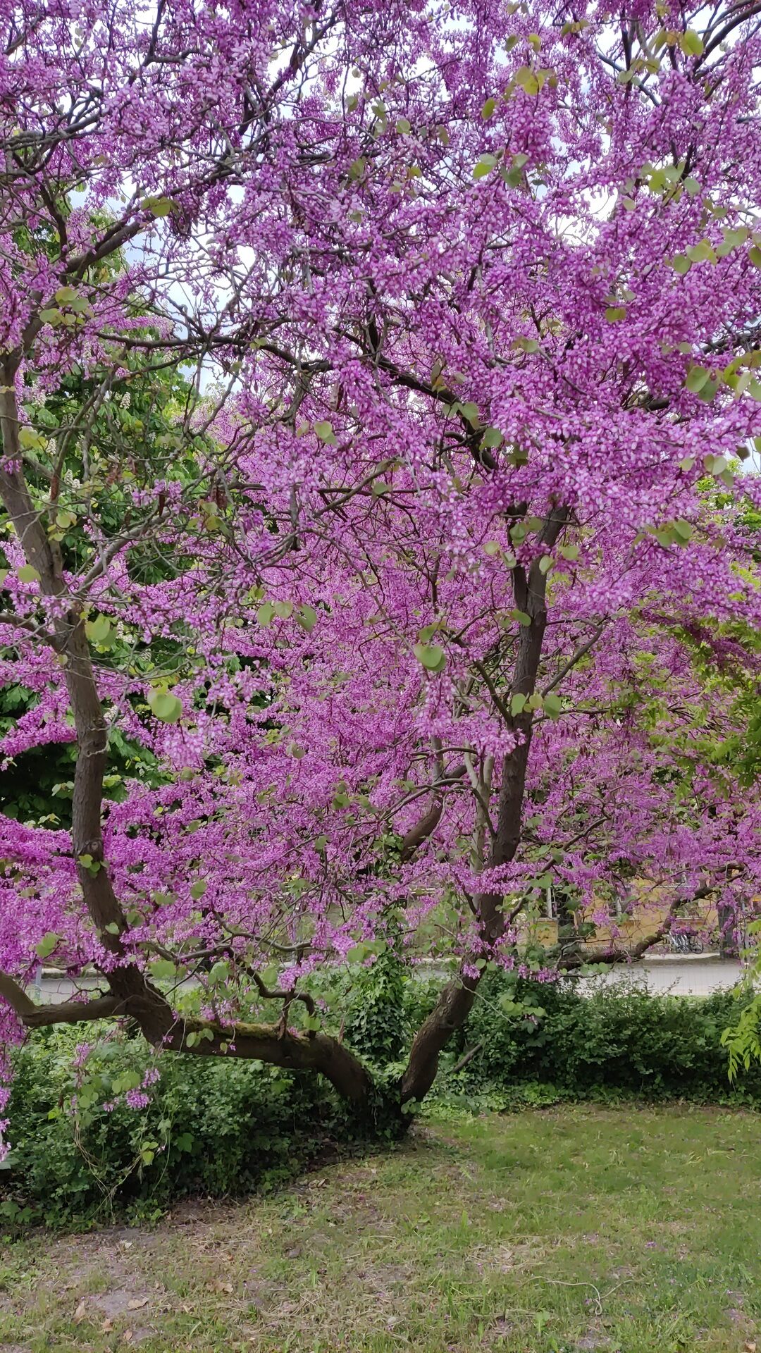 Baumblüte