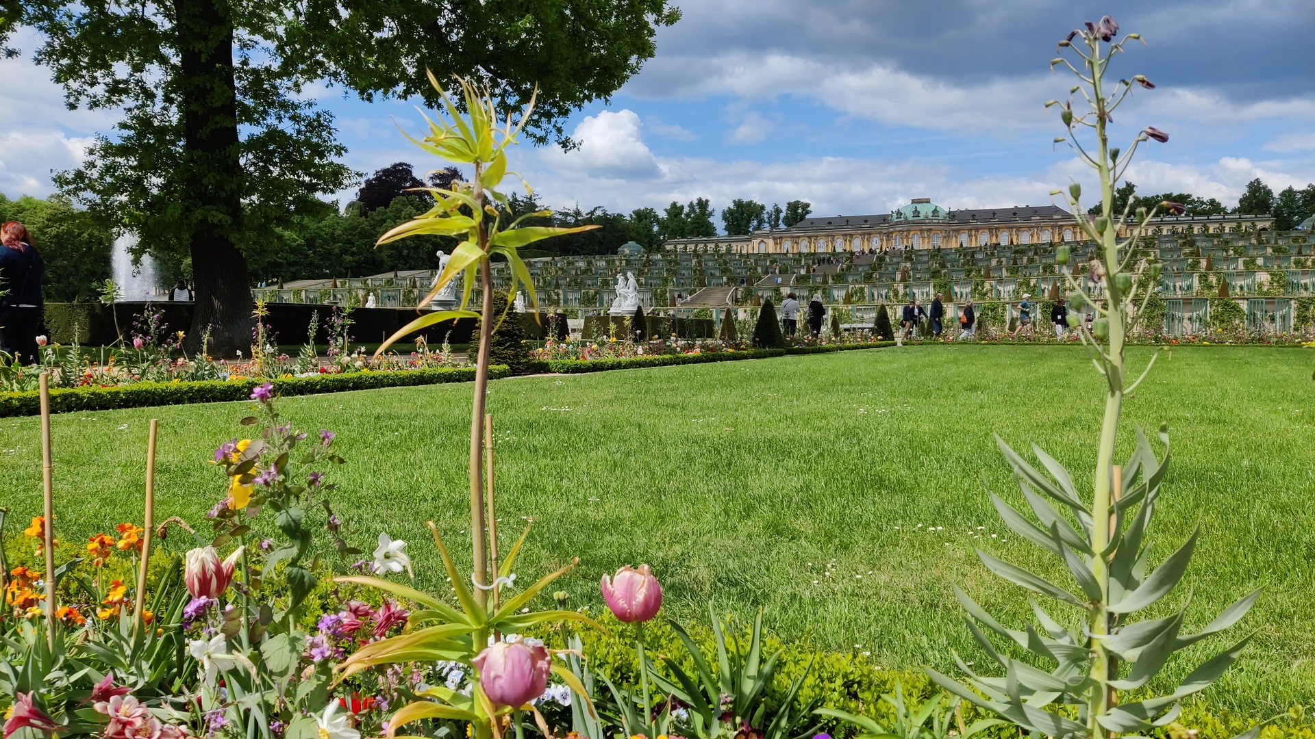 Blick über Park und Weinberg von Sanssouci