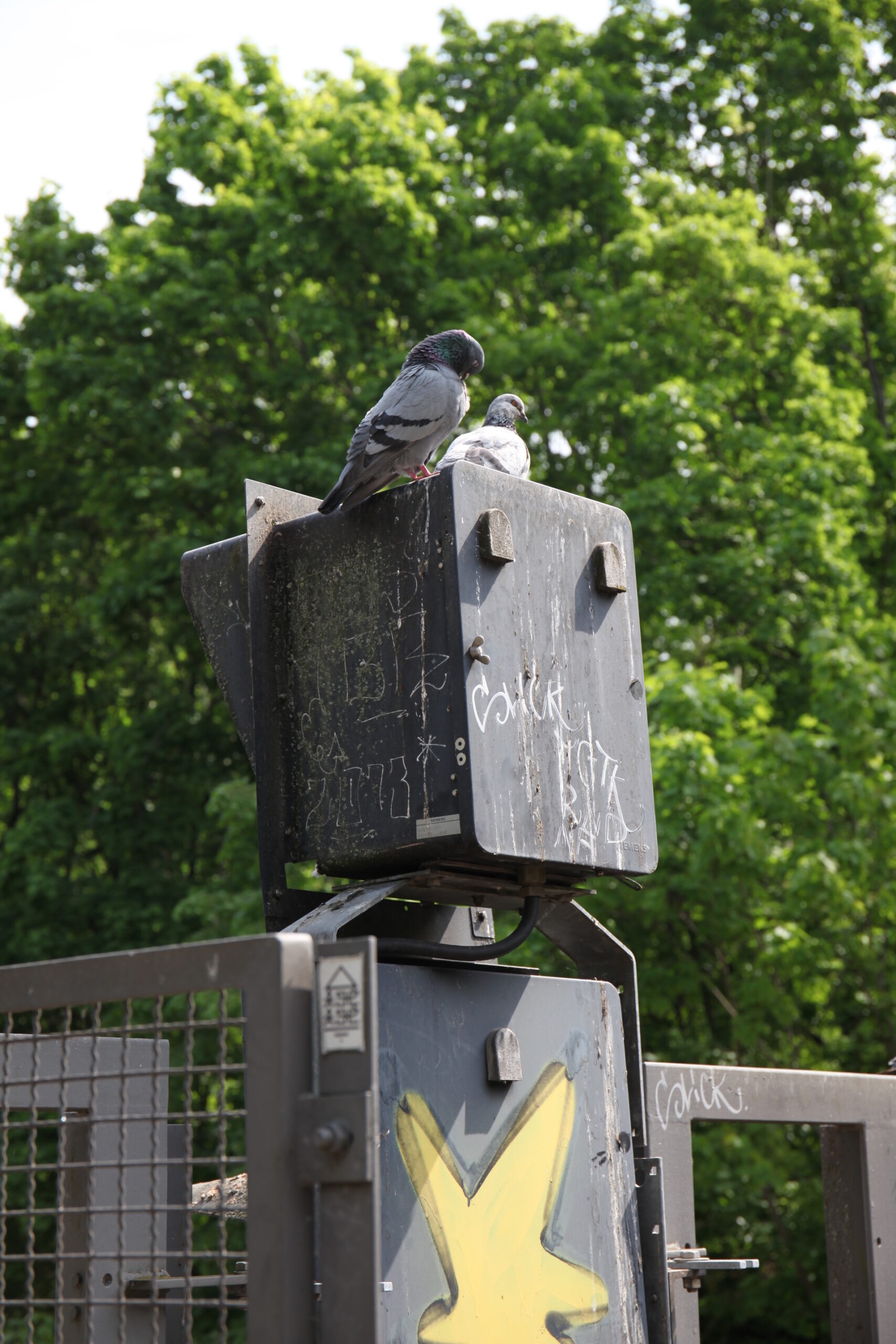 Taube